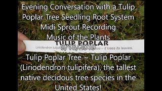 Evening Conversation with a Tulip Poplar Tree Seedling Root system 9 18 2019 [upl. by Elyrehc]