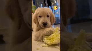 So cute puppy 🥦shorts puppyworld petworld puppy cute goldenretriever [upl. by Alleusnoc]