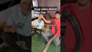 King cobra attack on a handler kingcobras kingcobraattack snakerescue snakehandling blackcobra [upl. by Enilamme170]