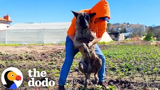 Dog Found Paralyzed In A Field Reunites With Rescuer A Year Later  The Dodo [upl. by Tanhya]