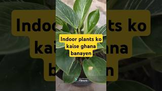 How to make indoor plants bushier plants indoorplants shorts [upl. by Spitzer579]