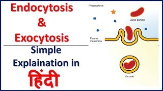 Endocytosis and Exocytosis Simple Explaination in Hindi  Bhushan Science [upl. by Anuahsat590]