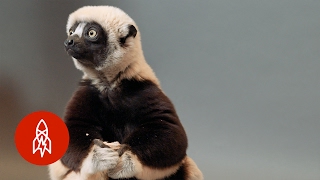 A Jumping Lemur On The Brink The Coquerels Sifaka Hops For Survival [upl. by Aicertal519]