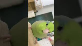 What is a little nose gagging about Parrots Daily life of raising birds by hand Cute pet vers [upl. by Arvin135]