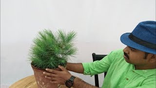 How to grow pine tree Part 2 [upl. by Ardnuahsal]