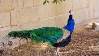 Different types colour peacock image  peacock peacockdance peahen trending viralvideo [upl. by Demona]