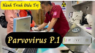 Hành trình điều trị parvovirus Phần 1 [upl. by Eniahpets872]