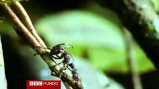 Imágenes de una hormiga zombi por un hongo parásito Video BBC Mundo [upl. by Hawken390]