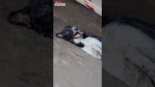 Crying In Pain 😭  Pray For This Dog 😓  minivlog [upl. by Winson]