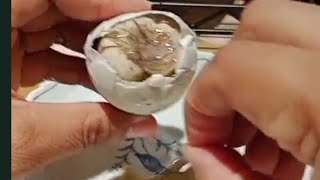 EGG EMBRYO 15 ASMR SATISFYING FOOD [upl. by Alesandrini]