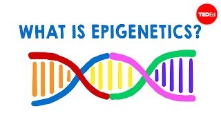 What is epigenetics  Carlos GuerreroBosagna [upl. by Annod463]