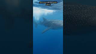 Encounter Giants Oslob Whale Shark Watching Adventure  Cebu Philippines [upl. by Vallonia979]