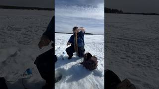 Lake Louise Alaska ice fishing burbot in April eelpout icefish fishing fishalaska icefishing [upl. by Llertnahs]