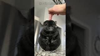 Chinchillas l The Softest Animals On Earth [upl. by Ibbetson]