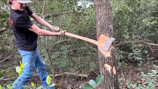 Cutting Down a Hickory Tree [upl. by Foley]