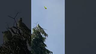 Parrot psittacusbirds birdswatching subscribe viralshort trendingshorts shorts shorysviral [upl. by Mages]