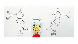 TRU Biochemistry  Pyruvate Carboxylase Mechanism [upl. by Rufe]