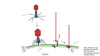 Lecture 7 M13 Bacteriophage [upl. by Gorski]