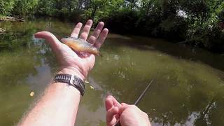 Tenkara Fly Fishing for Bluegills  Small stream fishing in Tennessee [upl. by Brighton894]