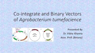 Cointegrate and Binary Vectors By Dr Vibha Khanna [upl. by Aidnama]