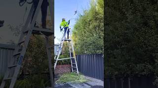 Hedgetrimming 5m tall Pittosporum tenuifolium hedge 🪜🌲✂️ lawnlife satisfying gardening [upl. by Anonyw]