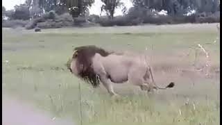 Tripod  The Lion  Massive Male Lion of The Okavango Delta  BIG MALE LION [upl. by Elitnahc]