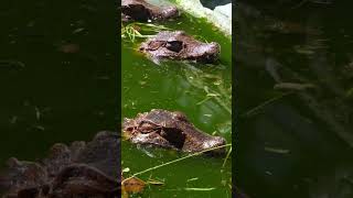 les caïmans 🦎🐊shorts video [upl. by Alusru]