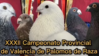 Buchones de campeonato 😍🏆 Valencianos Cerros de Úbeda Laudinos Murcianos Chatos Manchegos 🕊️ [upl. by Lenno]