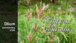 Purple nutsedge Cyperus rotundus  part 2 [upl. by Kahl600]