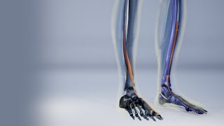 Extensor Hallucis Longus [upl. by Mirella]