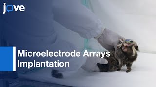 Microelectrode Arrays Implantation by Surgery  Protocol Preview [upl. by Eeb]