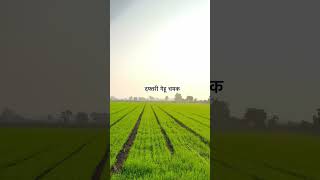 दफ्तरी गेहू चमक song music maharashtra agriculture agri wheat [upl. by Aytnahs]