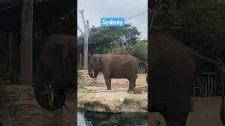 Multi tasking at Taronga Zoo sydney [upl. by Nwahsed]