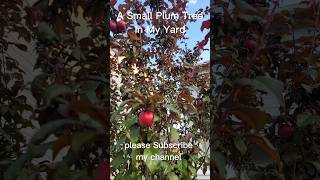 Plum Tree In My Yard  Plum Tree  youtube shorts tree plum plumtree indira short yard [upl. by Esiralc221]