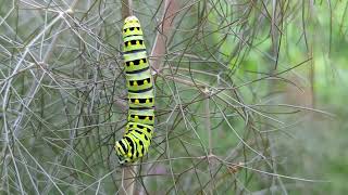 Eastern Swallowtail Caterpillar on Bronze Fennel [upl. by Anayhd]