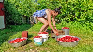 The farmers wife is picking strawberries Life in the village on a small farm [upl. by Inuat]