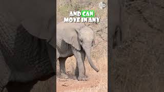 Why Baby Elephants Can’t Use Their Trunks [upl. by Drusy]