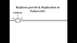 Eukaryotic Replicons in S Phase [upl. by Paderna]