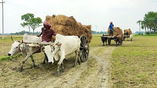 Trying to lift paddy from the deep mud with cows  Bullock cart videos  Village Agriculture [upl. by Otti134]