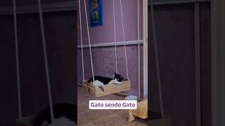 GATO SENDO GATO 🐈🐱🐈 BACK AND FORTH [upl. by Ainniz]