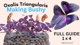 Ultimate oxalis triangularis experiment to make them bushy  butterfly plant hacks GardenArcX EP91 [upl. by Yderf]