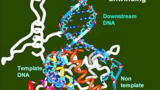 T7 RNA Polymerase [upl. by Regni]