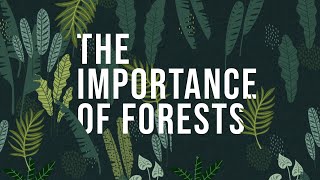 The Importance of Forests  How to protect Forests [upl. by Ojibbob]