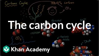 The carbon cycle  Energy and matter in biological systems  High school biology  Khan Academy [upl. by Achorn]