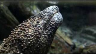 Japanese Giant Salamander [upl. by Zurek]