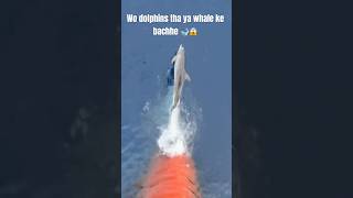 Wo dolphins tha ya whale ke bachhe 🐋😱msc ship viralvideowhaledolphin trending youtubeshorts [upl. by Bobseine]