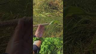 Grasshopper Shooting in my village viralvideo shorts [upl. by Eynenihc]