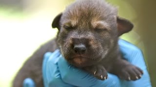 Red wolf pup born at Zoo Knoxville [upl. by Nnoryt299]