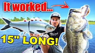 The WORLDS BIGGEST Shad Swimbait is the ONLY Bait Giant Fish would Eat 15 Inch Fishing Lure [upl. by Udele]