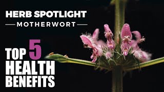 TOP 5 BENEFITS OF MOTHERWORT  HERB SPOTLIGHT [upl. by Winnie]